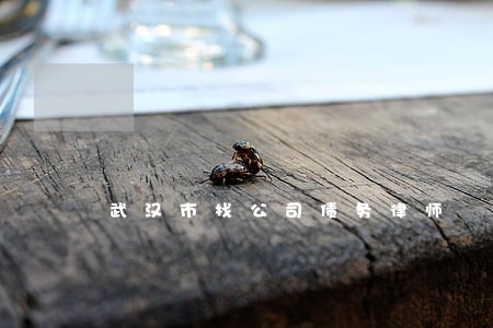 武汉市找公司债务律师 武汉市找公司债务律师