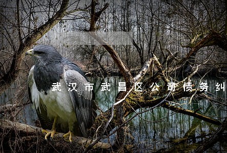 武汉市武昌区公司债务纠纷律师 武汉市武昌区公司债务纠纷律师