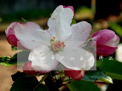 武汉市洪山区板桥巡司法规划 武汉市洪山区板桥巡司法规划