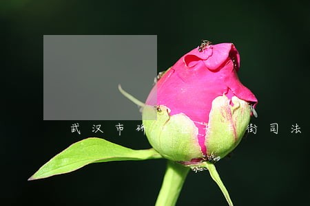 武汉市硚口区长丰街司法