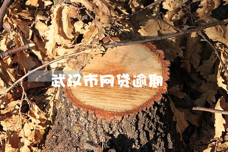 武汉市网贷逾期 武汉市网贷逾期