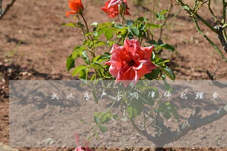武汉房产合同律师代理费 武汉房产合同律师代理费
