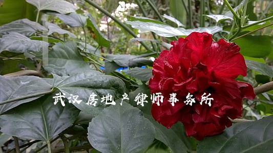 武汉房地产律师事务所 武汉房地产律师事务所