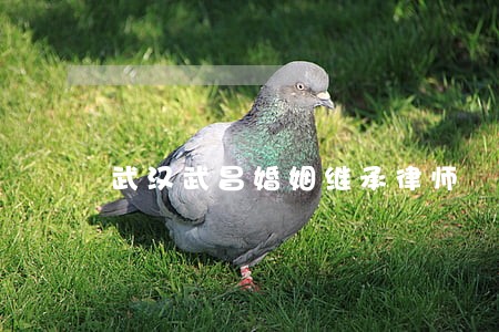 武汉武昌婚姻继承律师 武汉武昌婚姻继承律师