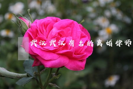 武汉武汉有名的离婚律师 武汉武汉有名的离婚律师