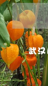 武汉民政局离婚律师 武汉民政局离婚律师