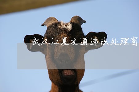 武汉江夏交通违法处理窗口 武汉江夏交通违法处理窗口