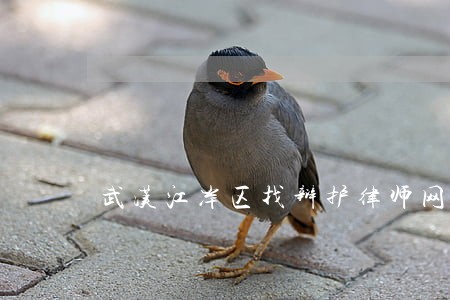 武汉江岸区找辩护律师网