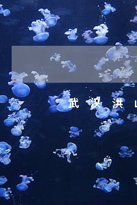 武汉洪山区蔡甸区公司债务律师 武汉洪山区蔡甸区公司债务律师