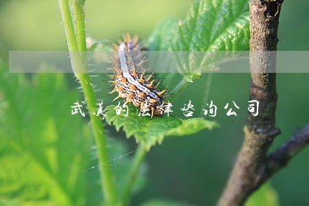 武汉的法律咨询公司 武汉的法律咨询公司