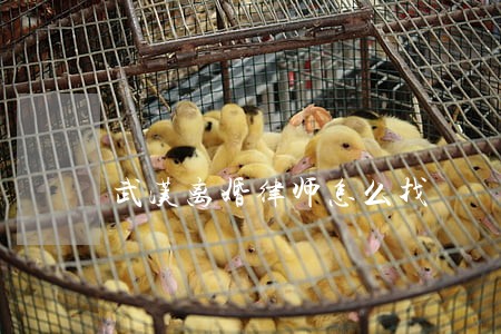 武汉离婚律师怎么找 武汉离婚律师怎么找