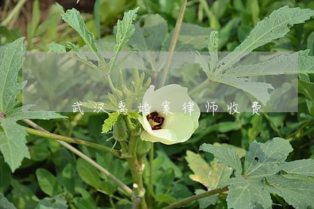 武汉离婚案律师收费 武汉离婚案律师收费