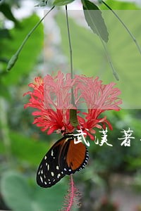 武汉著作权女律师电话 武汉著作权女律师电话
