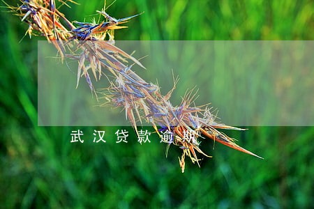 武汉贷款逾期 武汉贷款逾期
