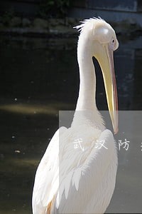 武汉防疫文件违法 武汉防疫文件违法