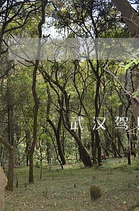 武汉驾照违法处理网点 武汉驾照违法处理网点