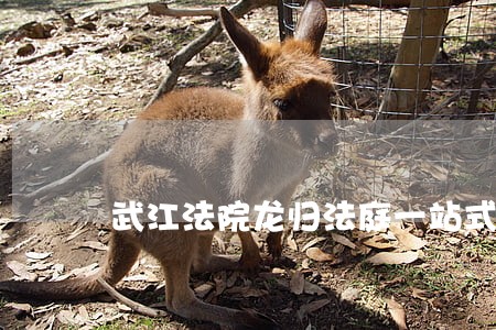 武江法院龙归法庭一站式多元解纷 武江法院龙归法庭一站式多元解纷
