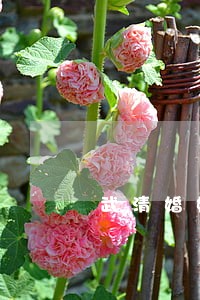 武清婚姻房产律师咨询