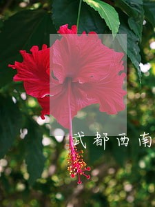 武都西南财富房子逾期 武都西南财富房子逾期
