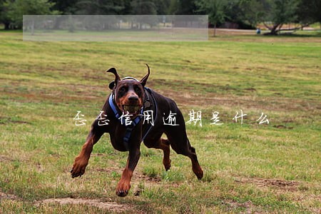 歪歪信用逾期是什么 歪歪信用逾期是什么