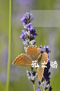 死亡赔偿金分割诉讼需要的材料 死亡赔偿金分割诉讼需要的材料