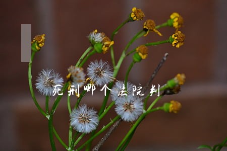 死刑哪个法院判 死刑哪个法院判