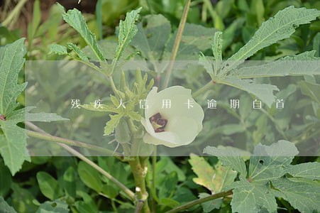 残疾人信用卡逾期自首 残疾人信用卡逾期自首