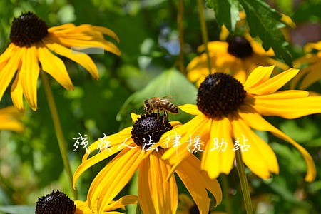 残疾人法律援助站 残疾人法律援助站