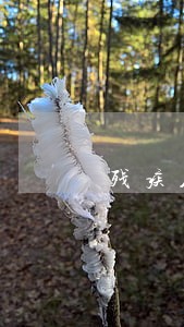 残疾人网贷逾期了 残疾人网贷逾期了