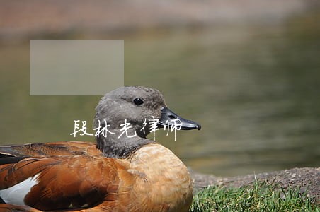 段林光律师
