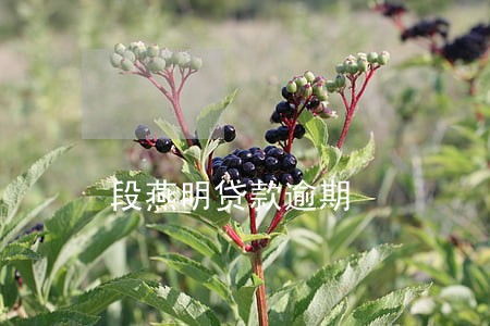 段燕明贷款逾期