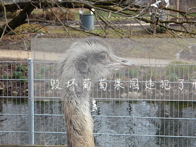 毁坏葡萄果园违犯了刑法还是民法 毁坏葡萄果园违犯了刑法还是民法