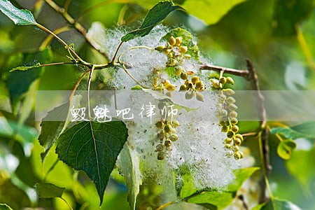 毁魅吧律师 毁魅吧律师