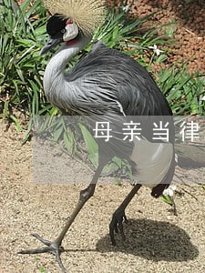 母亲当律师 母亲当律师