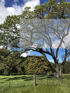 母亲欠贷款儿子能逾期买车吗 母亲欠贷款儿子能逾期买车吗