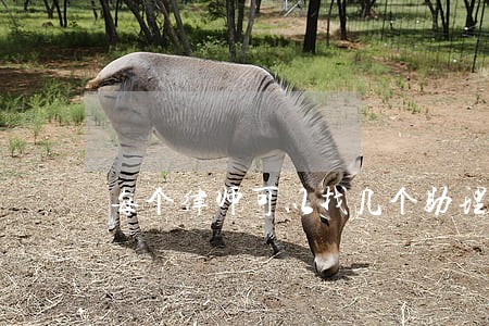每个律师可以找几个助理 每个律师可以找几个助理
