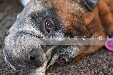 每个月都在用网贷周转无逾期 每个月都在用网贷周转无逾期