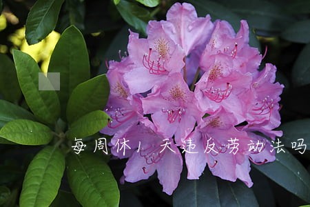 每周休1天违反劳动法吗