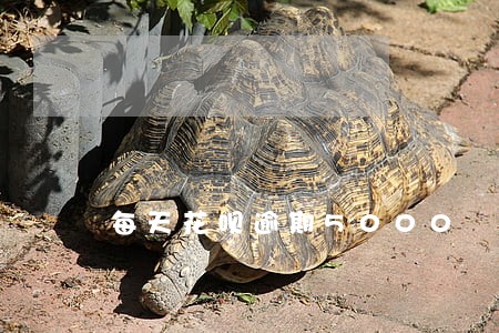 每天花呗逾期5000