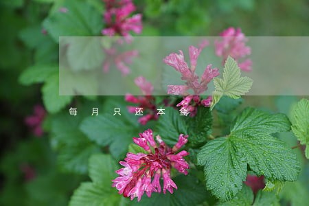 每月只还本金 每月只还本金