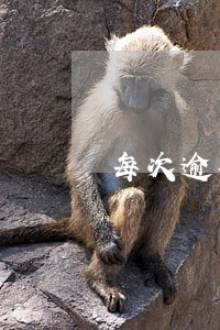 每次逾期不超过10天怎么看 每次逾期不超过10天怎么看