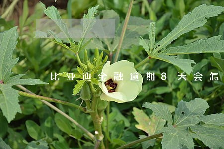 比亚迪金融逾期8天会怎么样 比亚迪金融逾期8天会怎么样