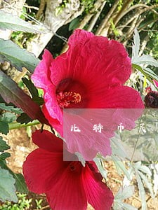 比特币民法网站 比特币民法网站