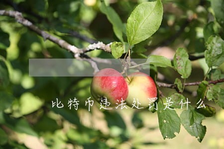 比特币违法处罚是什么