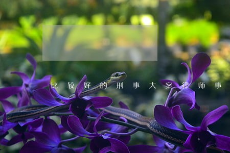 比较好的刑事大案律师事务所