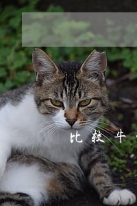 比较牛的刑辩律师咨询 比较牛的刑辩律师咨询