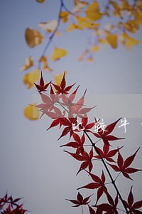 比较牛的房产律师事务所 比较牛的房产律师事务所