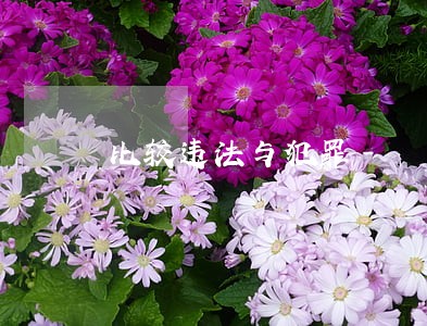 比较违法与犯罪