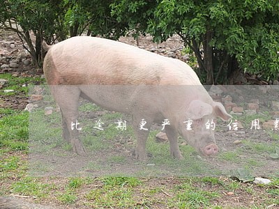 比逾期更严重的信用黑点 比逾期更严重的信用黑点