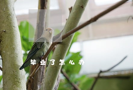 毕业了怎么办 毕业了怎么办
